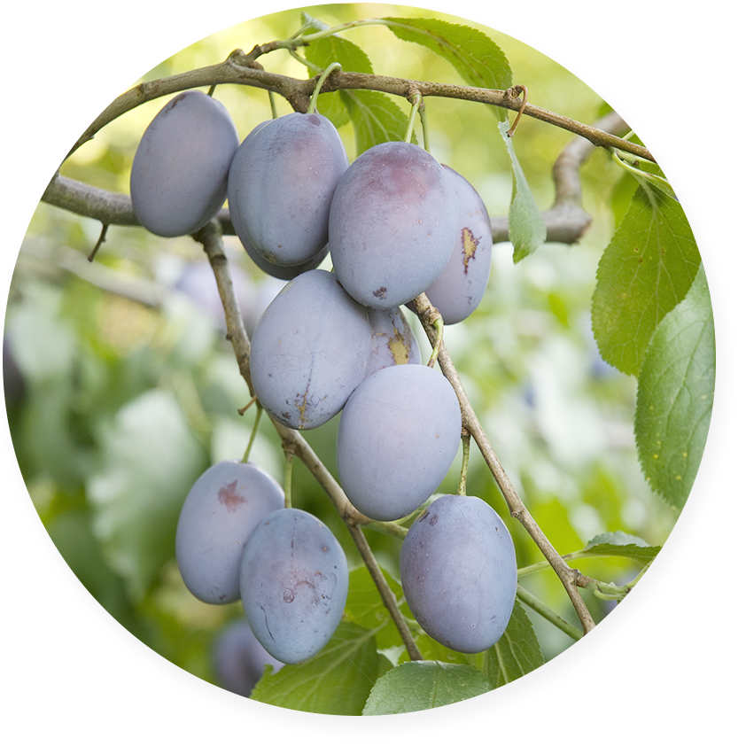 プリンセピアウチリス種子油