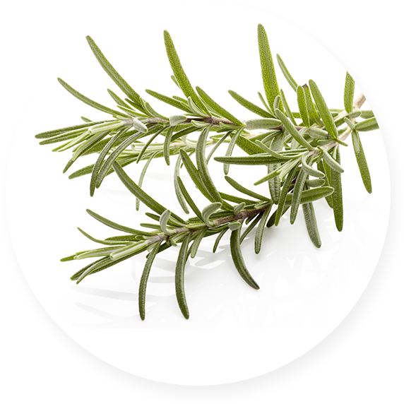  ローズマリー葉油