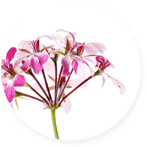 ニオイテンジクアオイ油